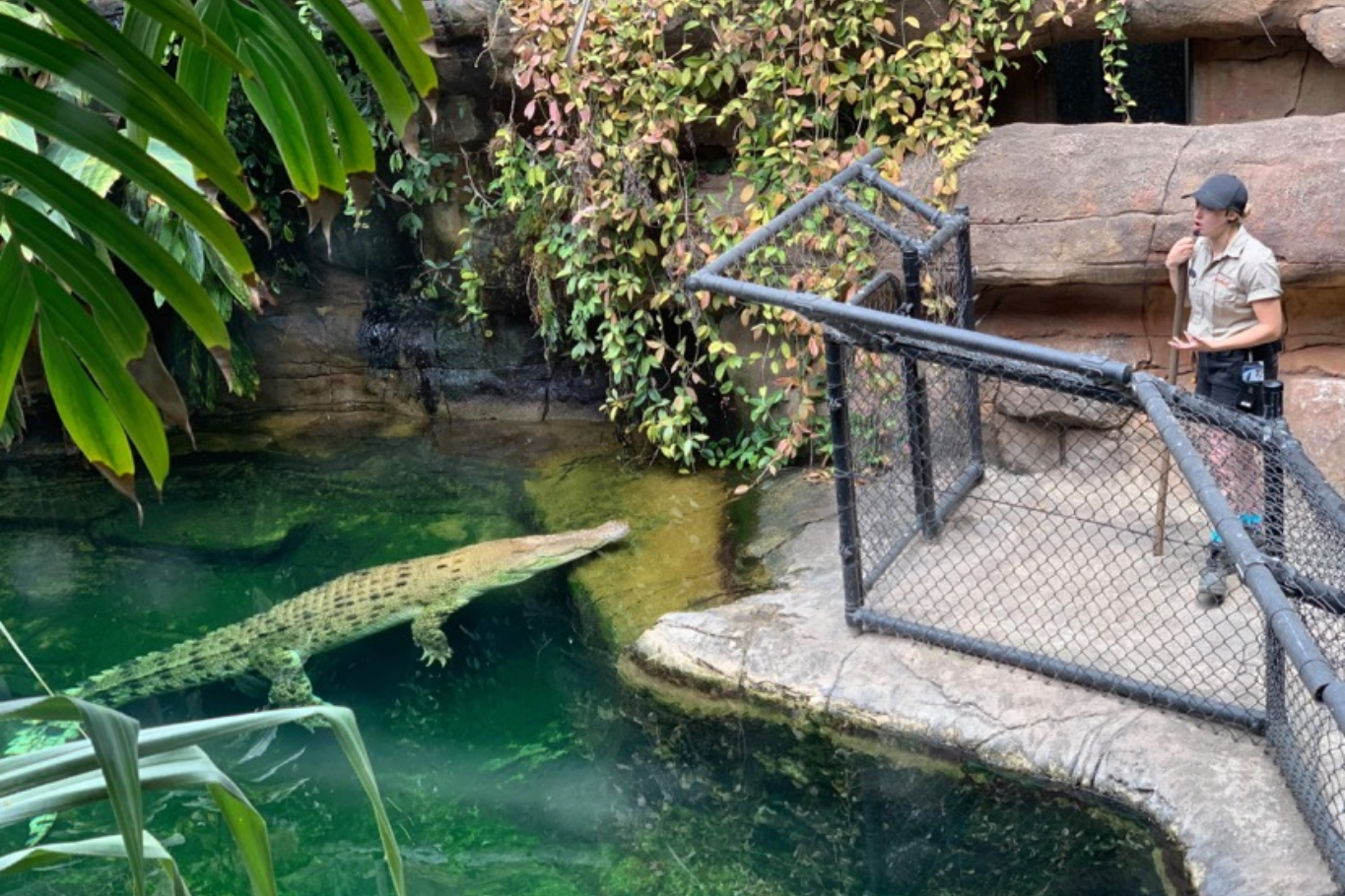 WILD LIFE Croc Deck 2