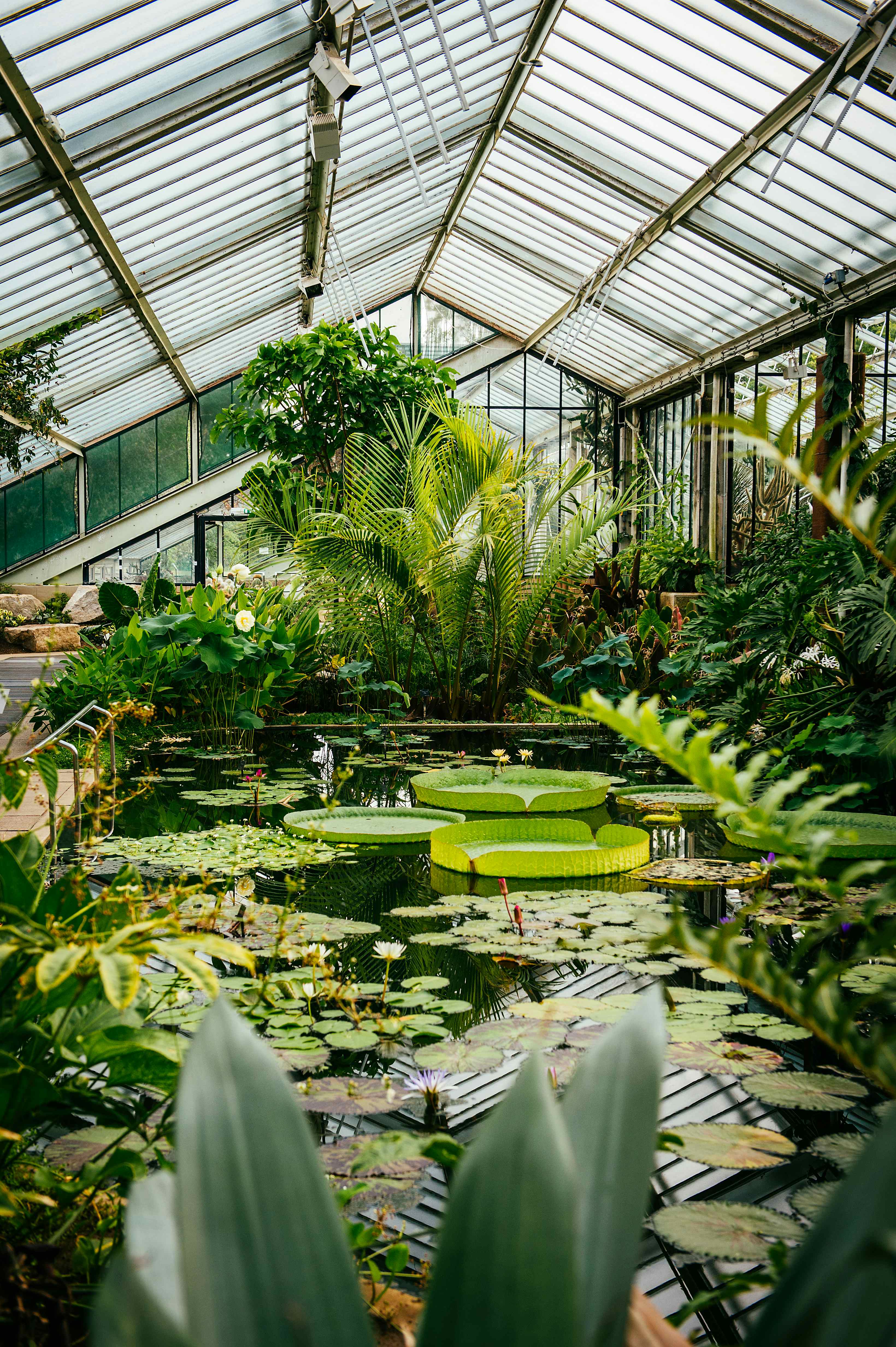 Princess of Wales Conservatory 1