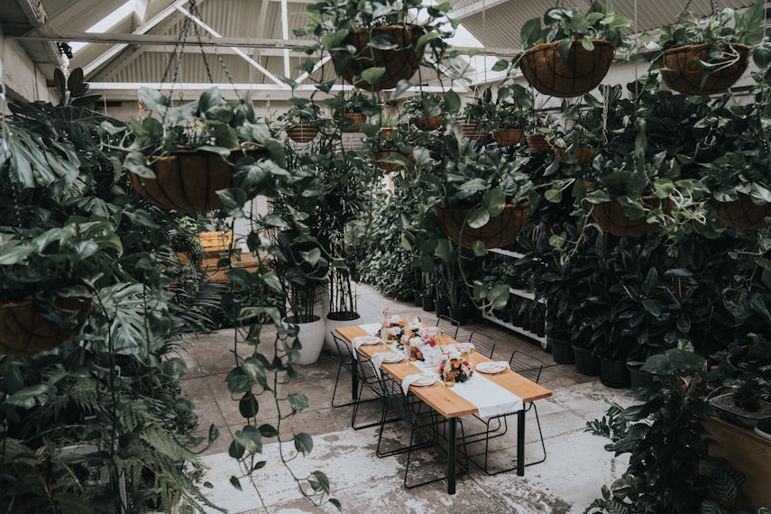Dramatic greenhouse 0