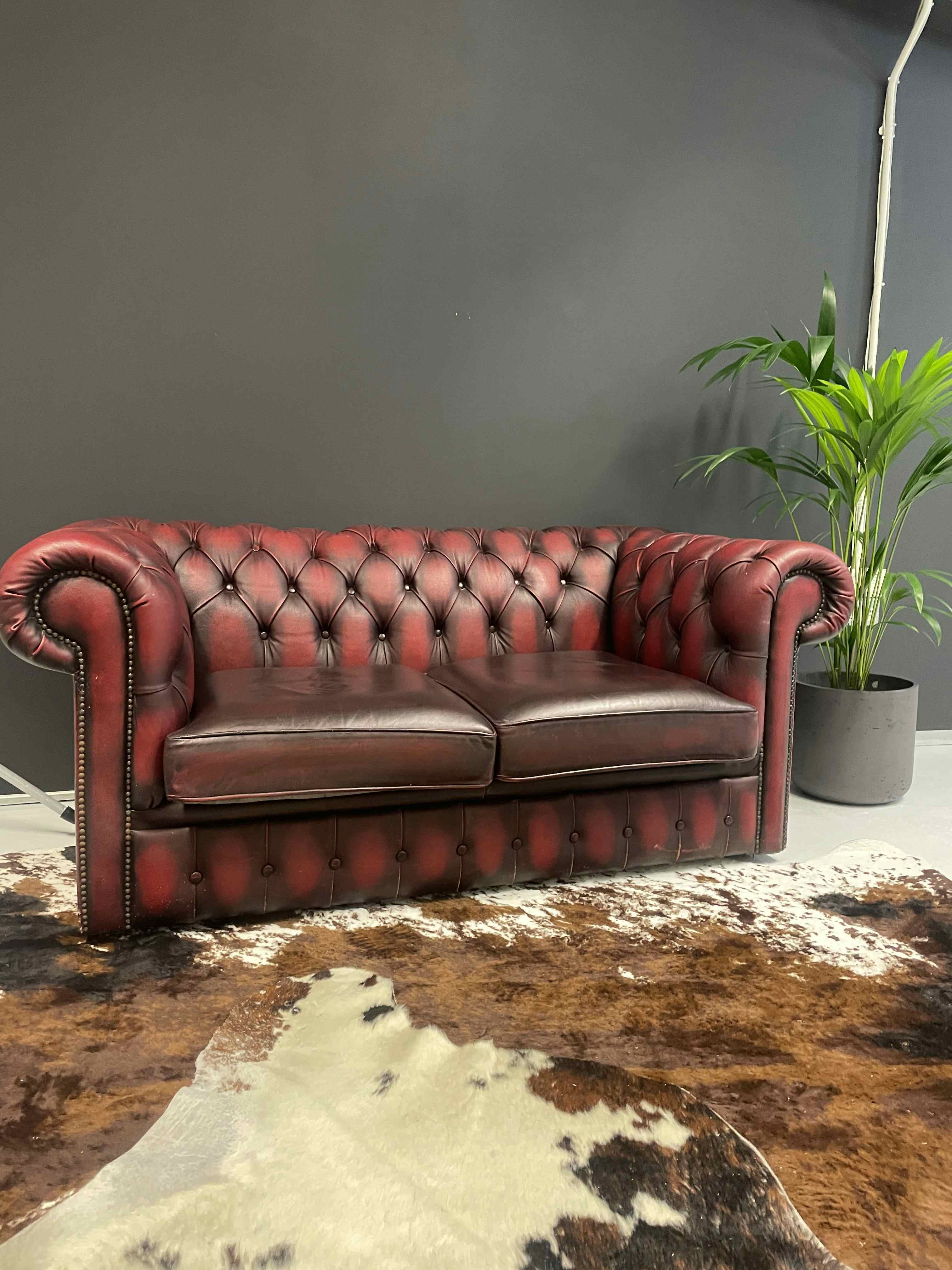 Cow Photography Studios 2