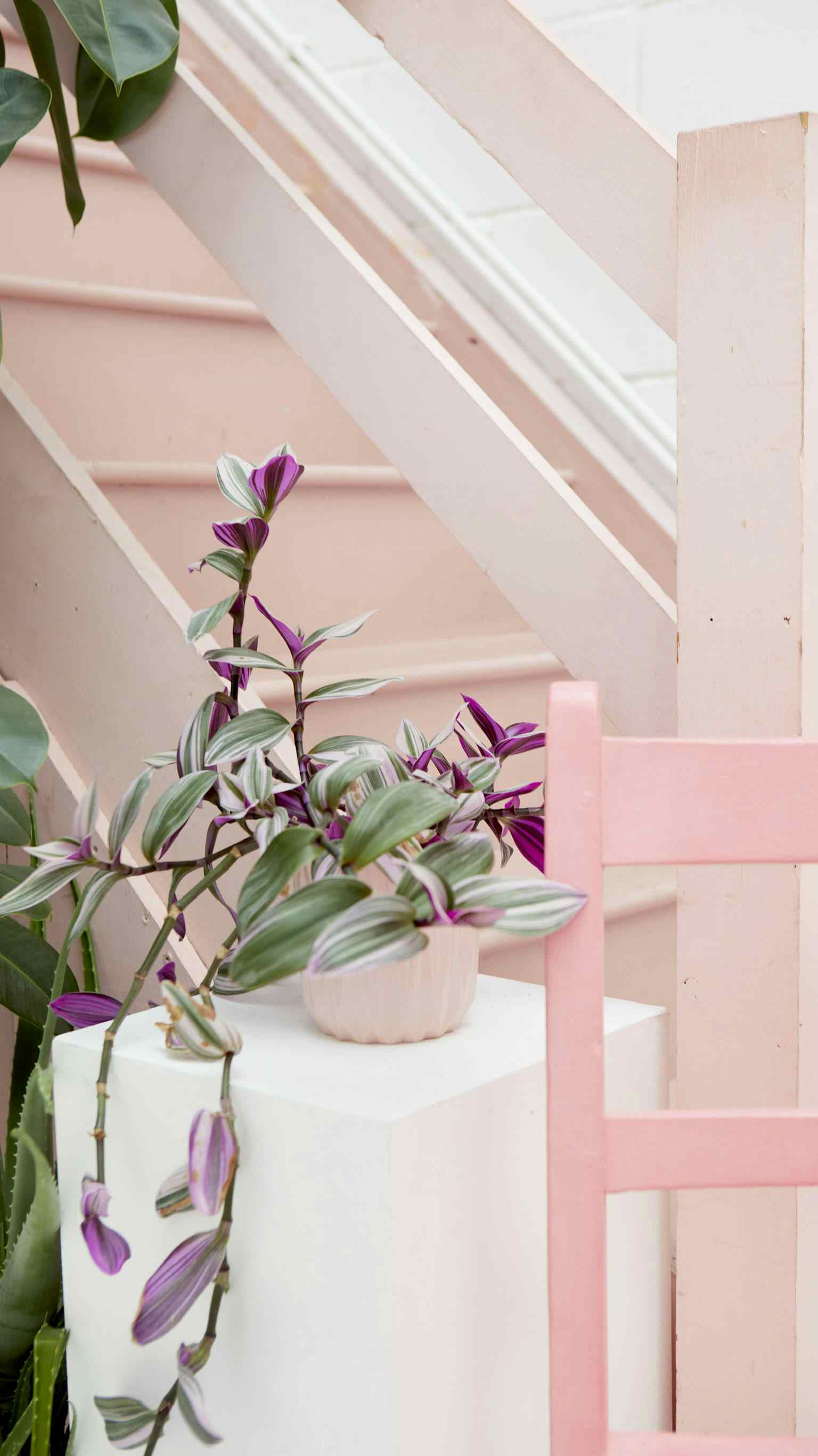 Peanut Factory Studio 4