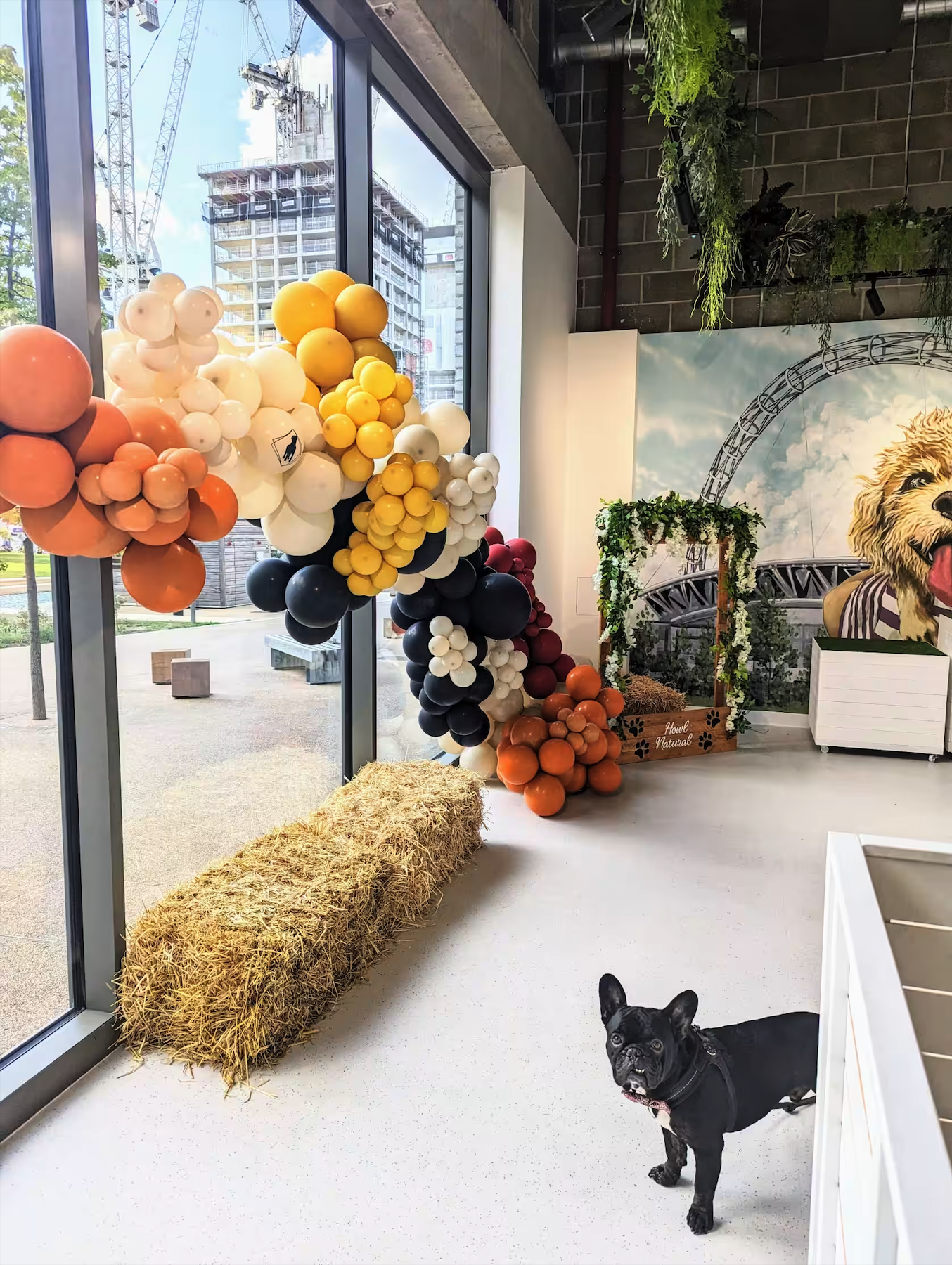 Dog Therapy Celebrations & Team Away Days 2