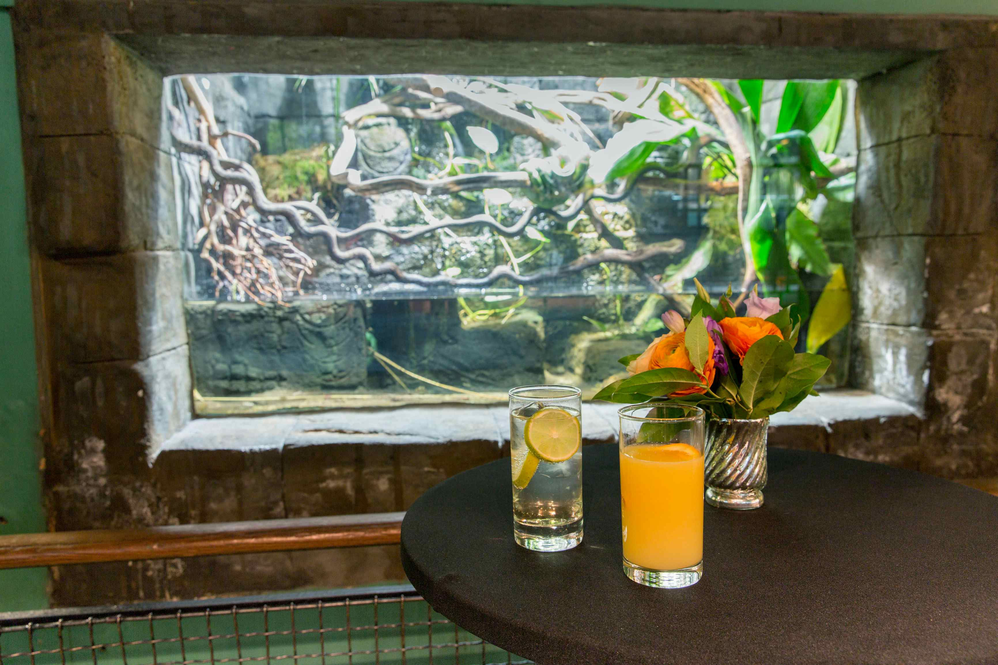 Amphibian and Reptile House 4