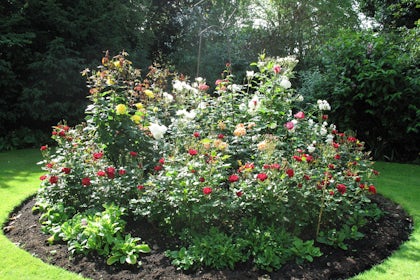 Garden 2
