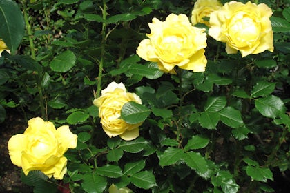 Garden 3