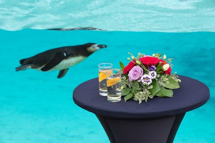 Penguin Beach 1
