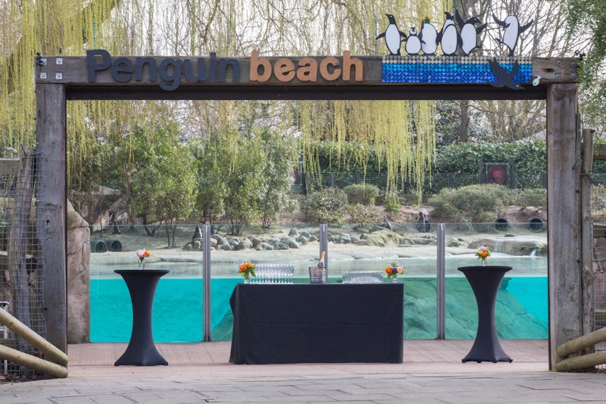Penguin Beach 0