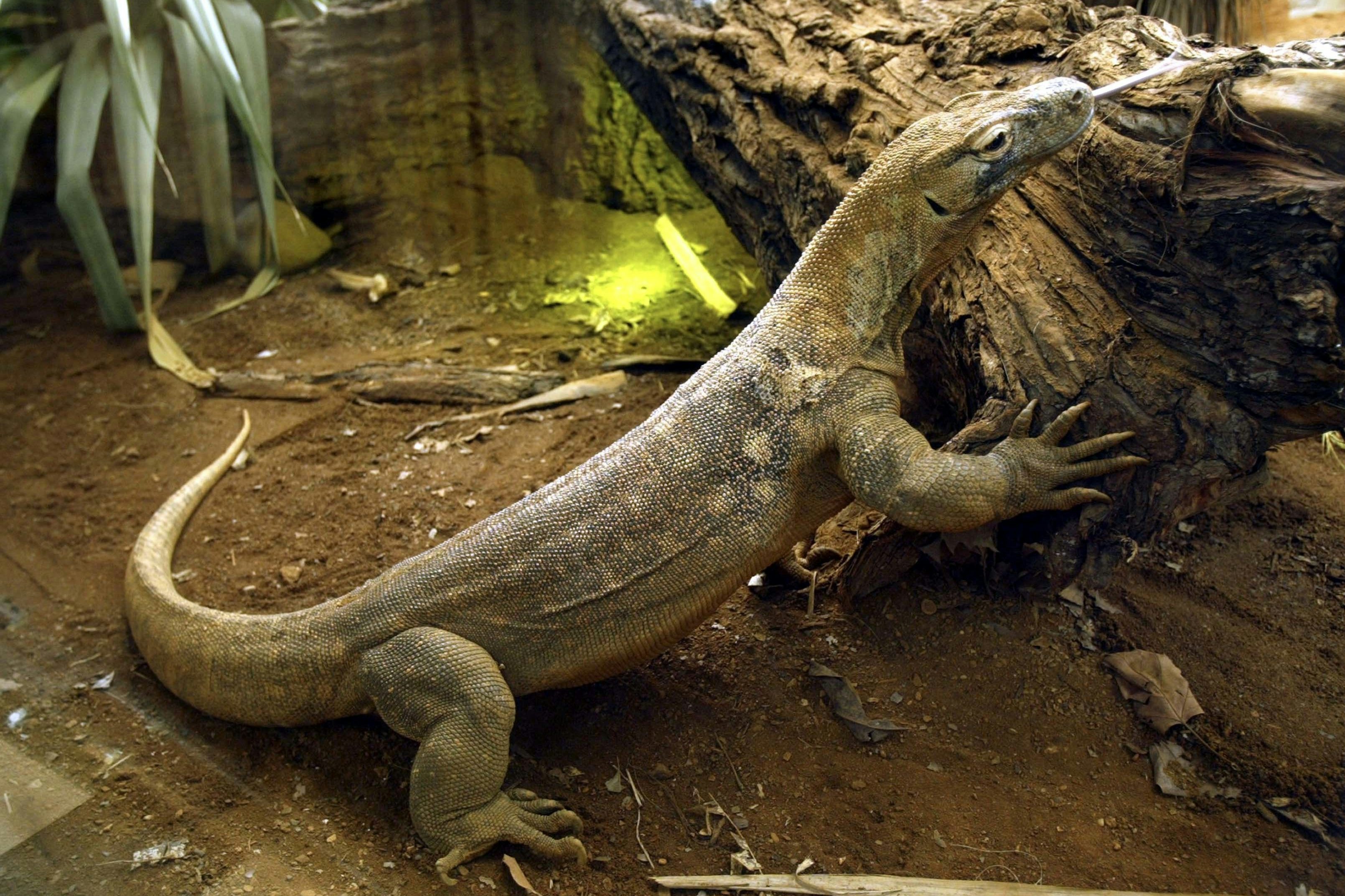 The Attenborough Komodo Dragon house 3