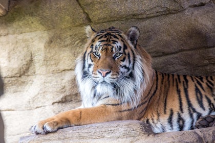 Tiger Territory 5