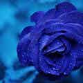 Small beauty bloom blue 67636 dcb567a1 487c 4269 aa3d 402c60536d69